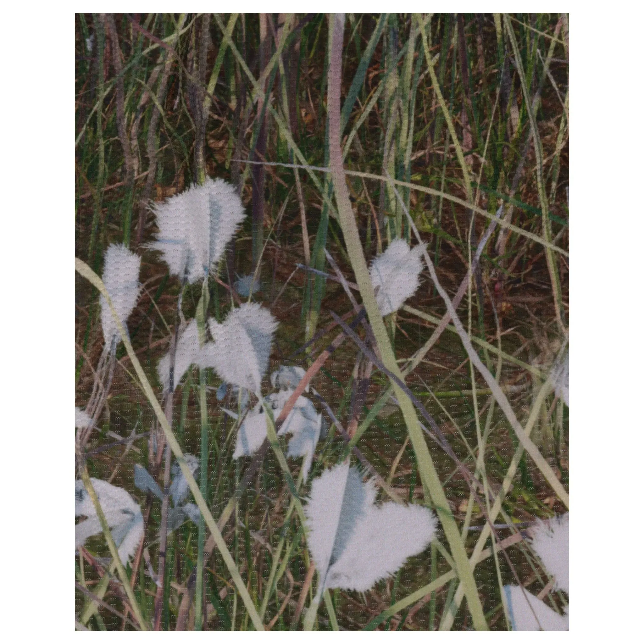 ERIOPHORUM BALACLAVA / PRINT